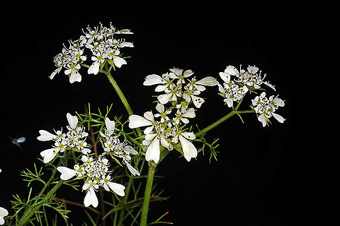 Scandix blepharicarpa  Scandix blepharicarpa