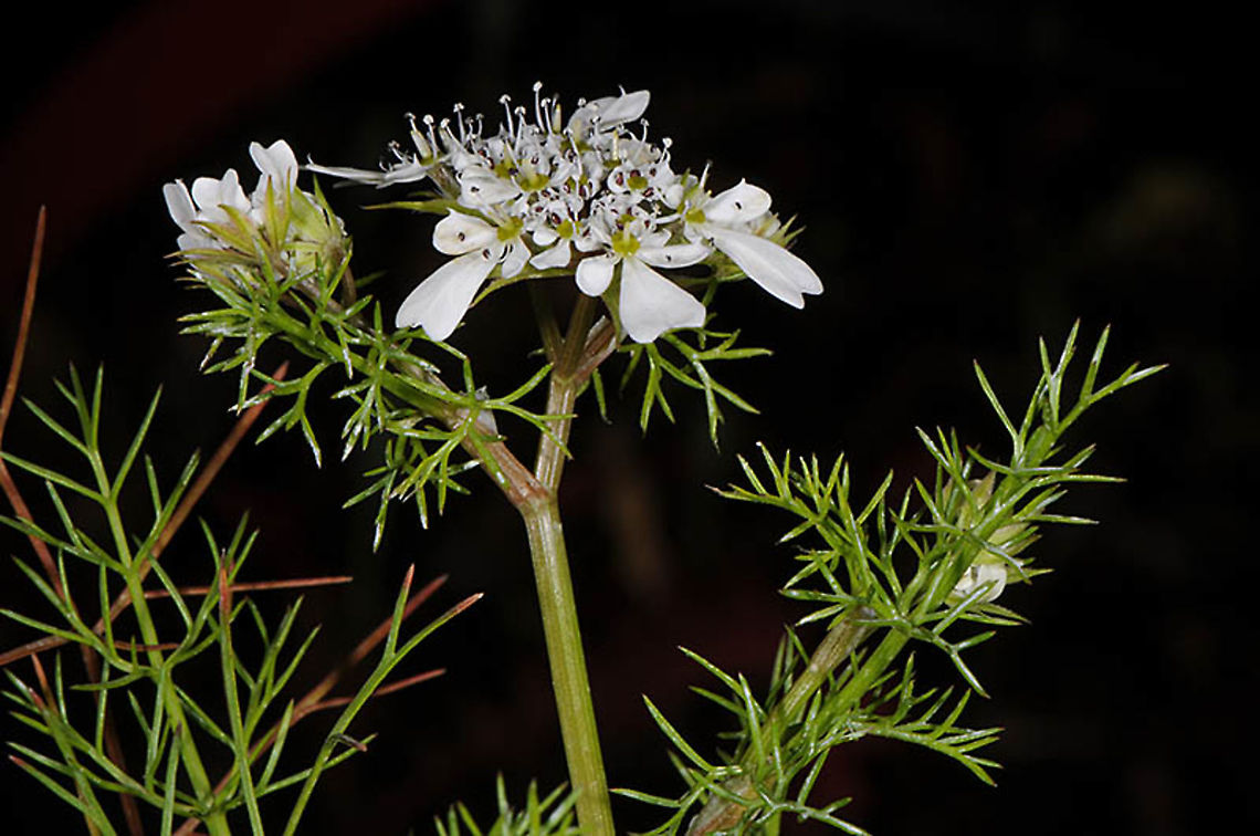 Scandix blepharicarpa  Scandix blepharicarpa