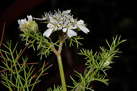 Scandix blepharicarpa  Scandix blepharicarpa