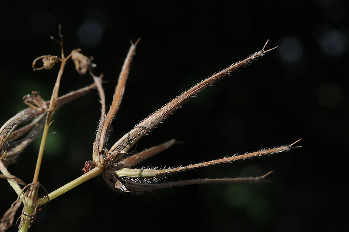 Scandix blepharicarpa  Scandix blepharicarpa