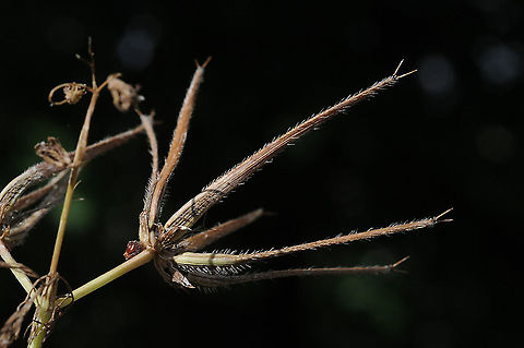 Scandix blepharicarpa  Scandix blepharicarpa