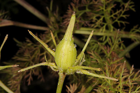 Scandix palaestina  Scandix palaestina