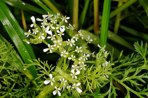 Scandix palaestina  Scandix palaestina