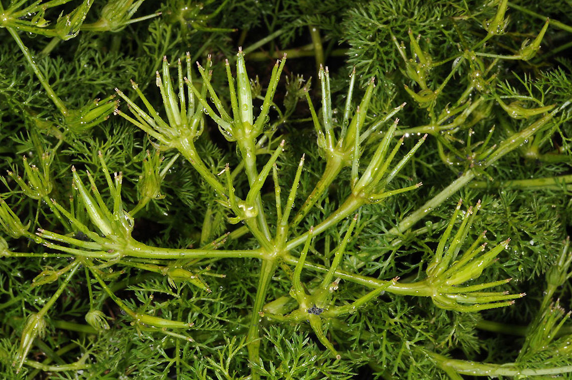 Scandix palaestina  Scandix palaestina