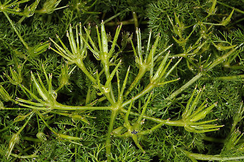 Scandix palaestina  Scandix palaestina