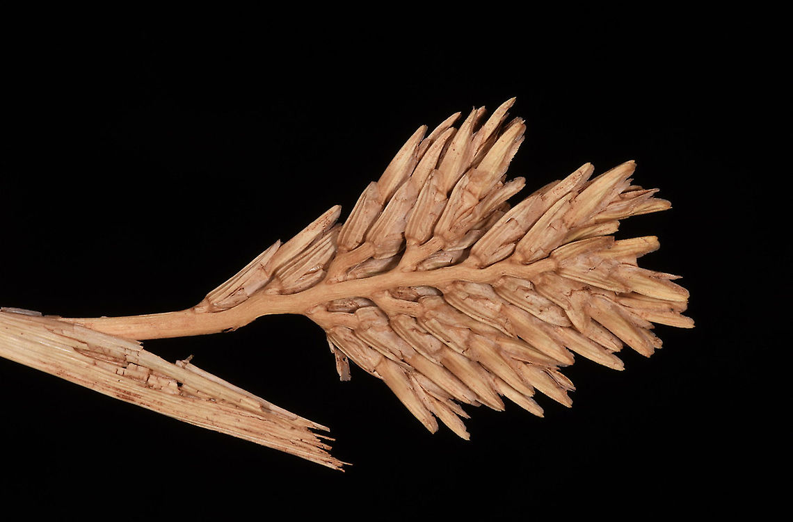 Sclerochloa dura N Golan Geotagged,Sclerochloa dura,Spring