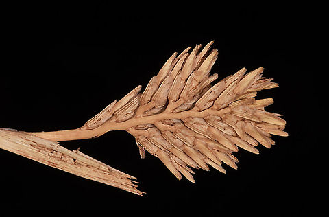 Sclerochloa dura N Golan Geotagged,Sclerochloa dura,Spring