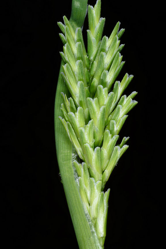 Sclerochloa dura  Sclerochloa dura