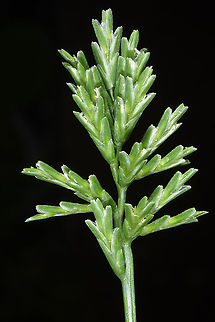 Sclerochloa dura  Sclerochloa dura