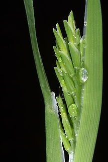 Sclerochloa dura  Sclerochloa dura