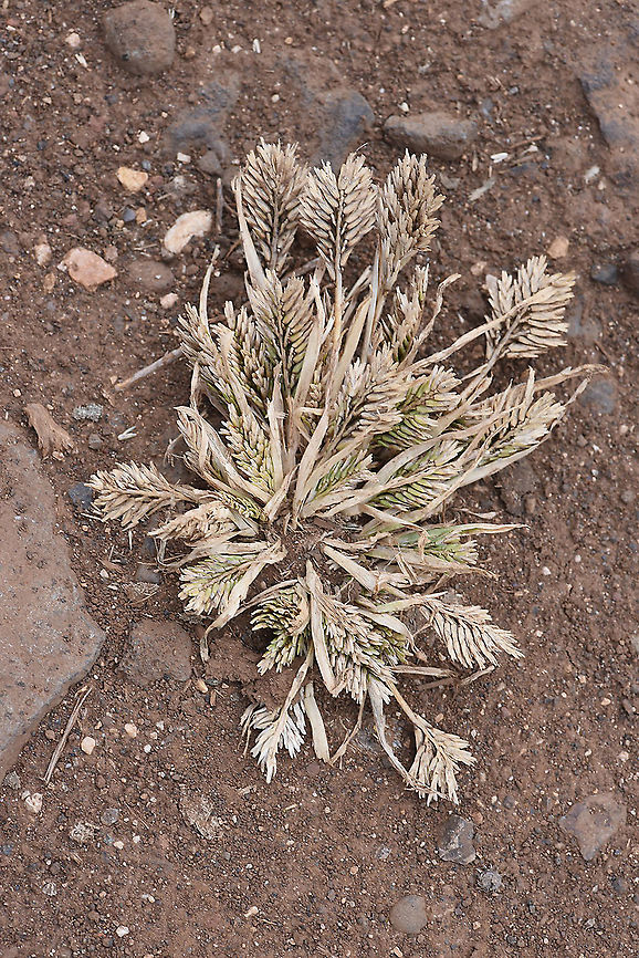 Sclerochloa dura N Golan Geotagged,Sclerochloa dura,Spring