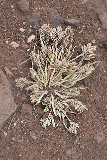 Sclerochloa dura N Golan Geotagged,Sclerochloa dura,Spring