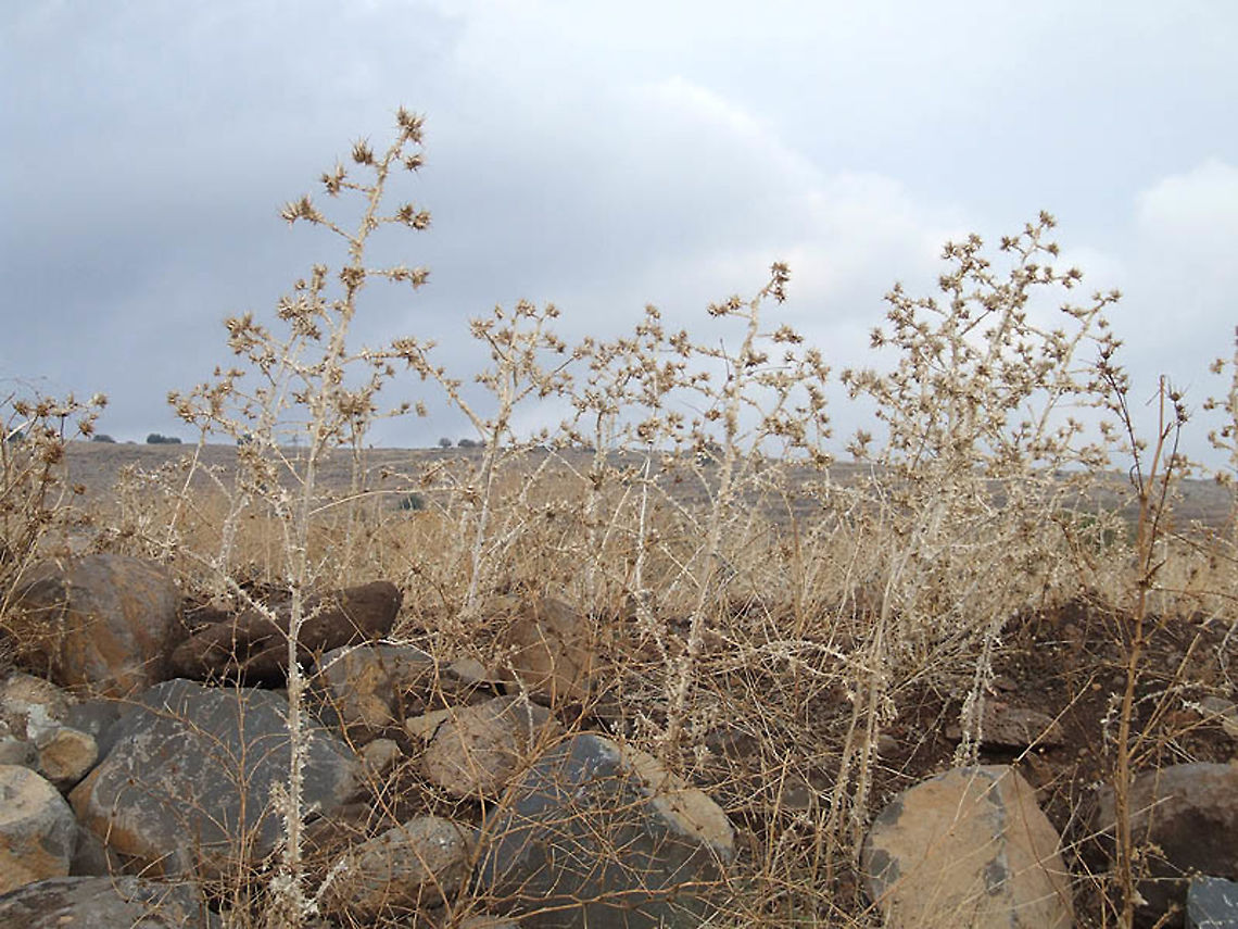 Scolymus maculatus N Israel, basaltic fields n of the Lake of Galilee Fall,Geotagged,Israel,Scolymus maculatus