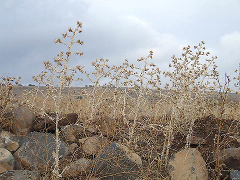 Scolymus maculatus N Israel, basaltic fields n of the Lake of Galilee Fall,Geotagged,Israel,Scolymus maculatus