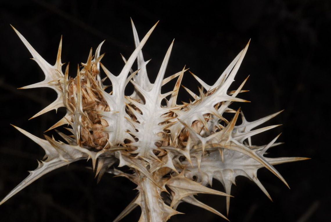 Scolymus maculatus  Fall,Geotagged,Israel,Scolymus maculatus