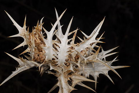 Scolymus maculatus  Fall,Geotagged,Israel,Scolymus maculatus