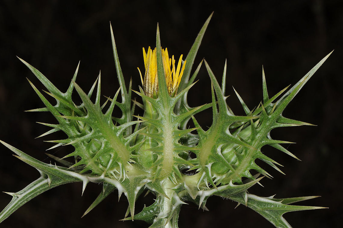 Scolymus maculatus  Geotagged,Scolymus maculatus,Spring