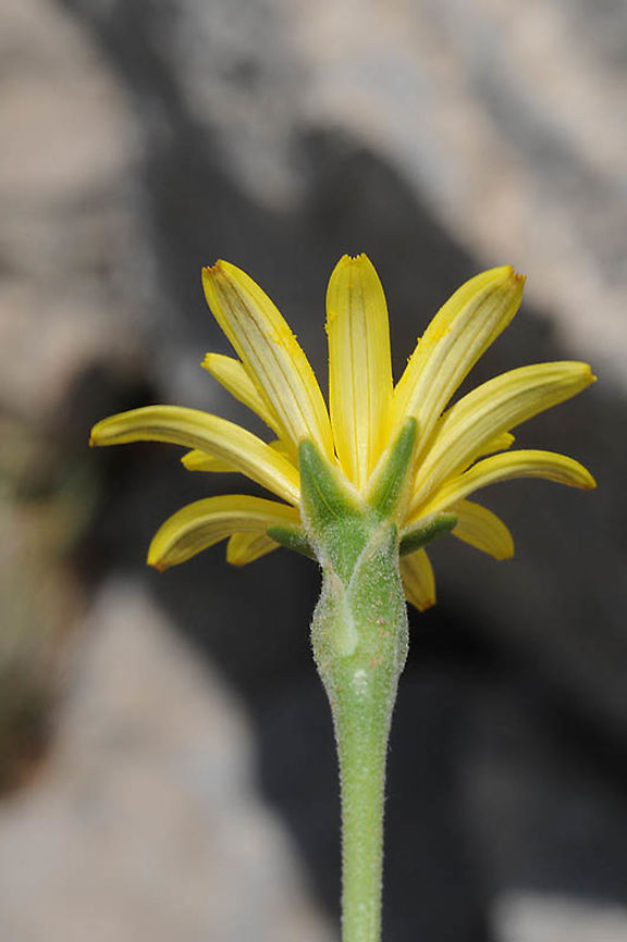 Scorzonera mollis Mt Hermon, Har Habushit, 1800m Geotagged,Scorzonera mollis,Spring