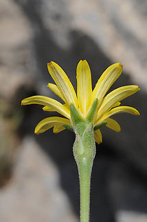 Scorzonera mollis Mt Hermon, Har Habushit, 1800m Geotagged,Scorzonera mollis,Spring