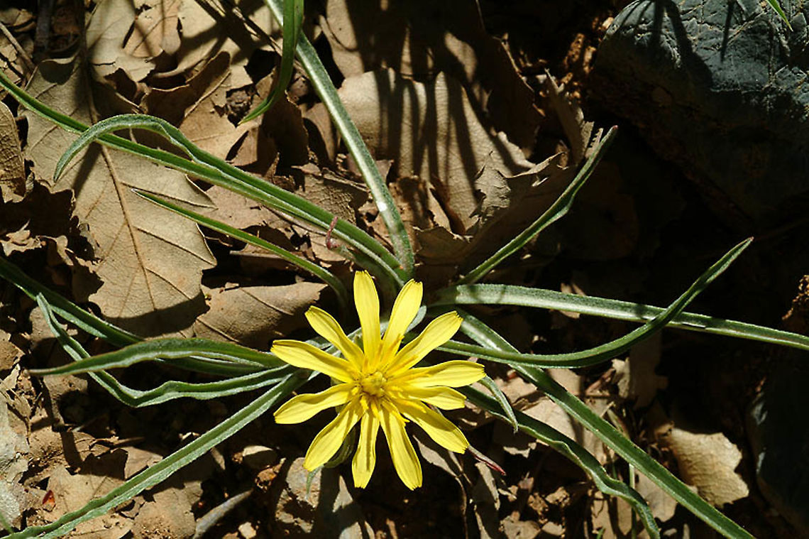 Scorzonera mollis Mt Hermon, 1600 m. Geotagged,Scorzonera mollis,Spring