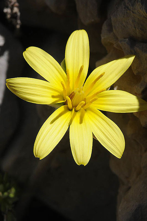 Scorzonera mollis Mt Hermon, Bushari, 1750 m. Geotagged,Scorzonera mollis,Spring