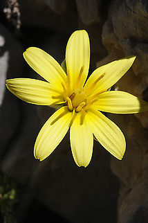 Scorzonera mollis Mt Hermon, Bushari, 1750 m. Geotagged,Scorzonera mollis,Spring