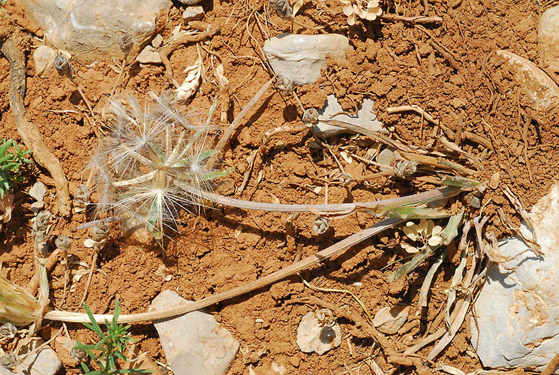 Scorzonera mollis Mt Hermon, Galgal Doline, 2000m Geotagged,Scorzonera mollis,Summer