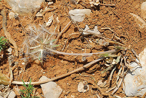 Scorzonera mollis Mt Hermon, Galgal Doline, 2000m Geotagged,Scorzonera mollis,Summer
