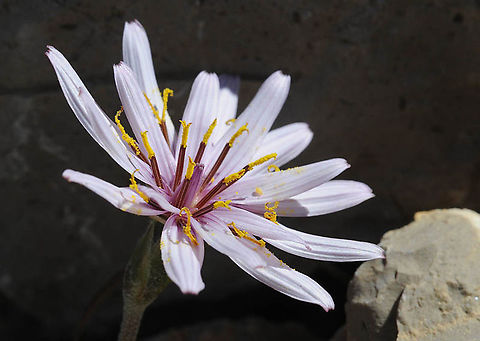 Scorzonera_multiscapa6_244 Mt Hermon, Yif'at Ridge Geotagged,Scorzonera phaeopappa,Spring