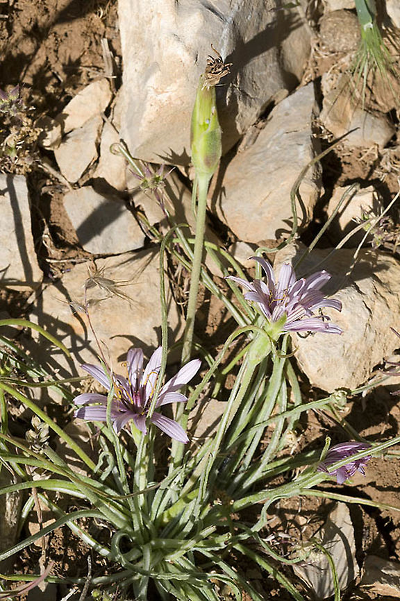 Scorzonera phaeopappa  Geotagged,Scorzonera phaeopappa,Spring