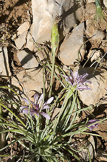 Scorzonera phaeopappa  Geotagged,Scorzonera phaeopappa,Spring