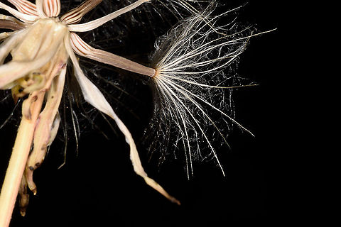 Scorzonera phaeopappa Mt Hermon 1550m Geotagged,Scorzonera phaeopappa,Summer