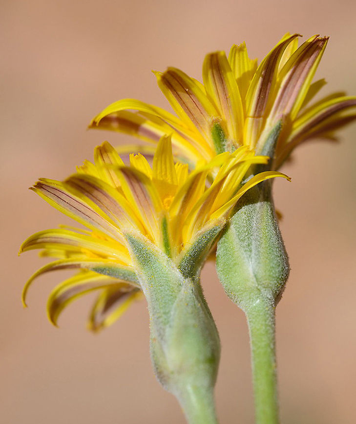 Scorzonera schweinfurthii S Jordan, Jebel Um-Adami Geotagged,Jordan,Scorzonera schweinfurthii,Spring