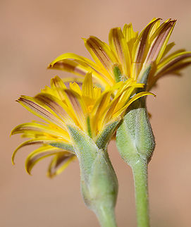 Scorzonera schweinfurthii S Jordan, Jebel Um-Adami Geotagged,Jordan,Scorzonera schweinfurthii,Spring