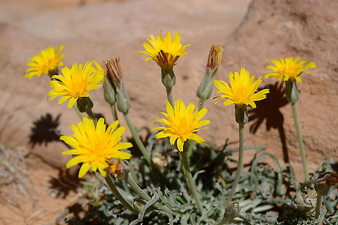 Scorzonera schweinfurthii S Jordan, Jebel Um-Adami Geotagged,Jordan,Scorzonera schweinfurthii,Spring