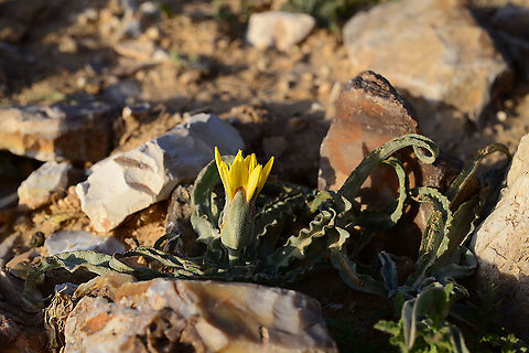 Scorzonera schweinfurthii S Jordan, Ras A-Nakeb, 1600m Geotagged,Jordan,Scorzonera schweinfurthii,Spring