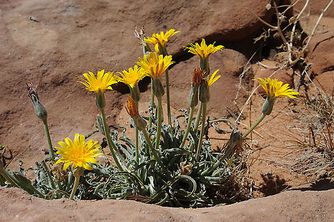 Scorzonera schweinfurthii S Jordan, Jebel Um-Adami Geotagged,Jordan,Scorzonera schweinfurthii,Spring