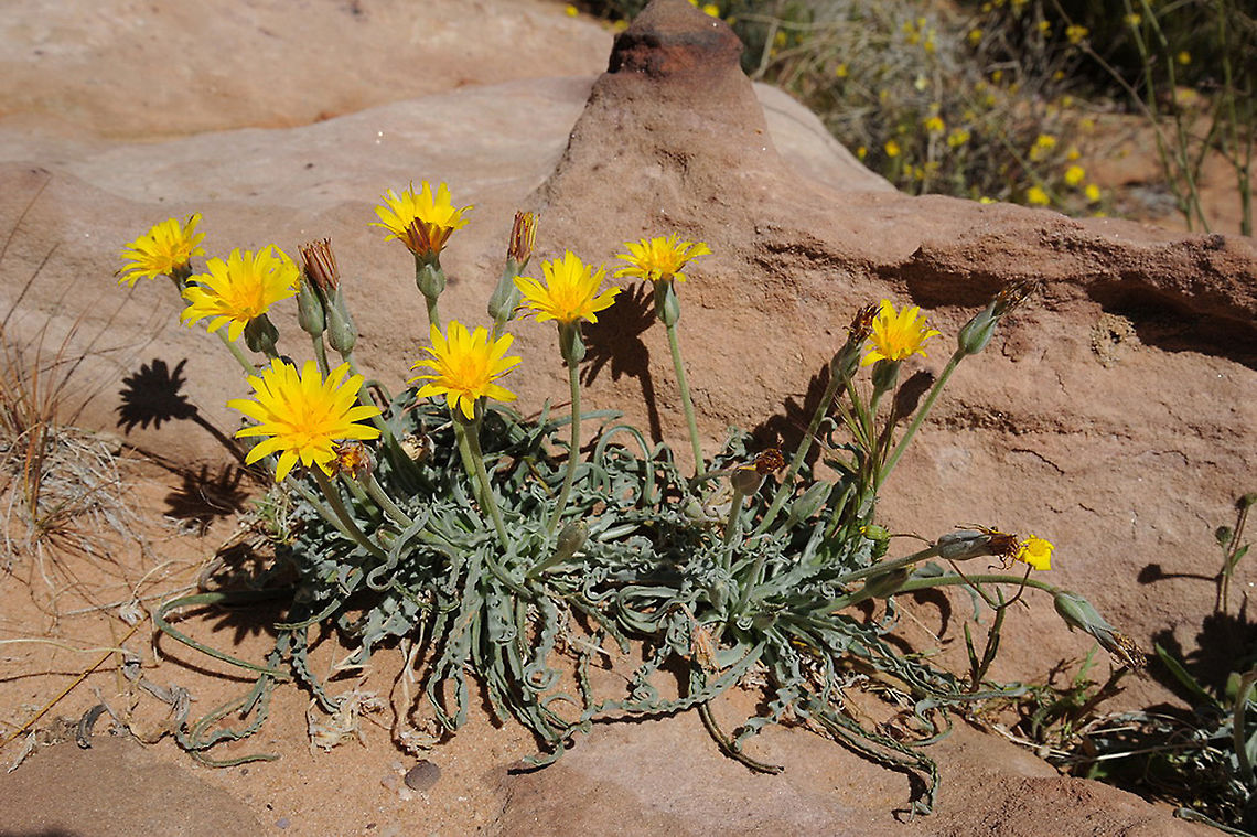 Scorzonera schweinfurthii S Jordan, Jebel Um-Adami Geotagged,Jordan,Scorzonera schweinfurthii,Spring