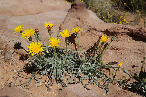 Scorzonera schweinfurthii S Jordan, Jebel Um-Adami Geotagged,Jordan,Scorzonera schweinfurthii,Spring