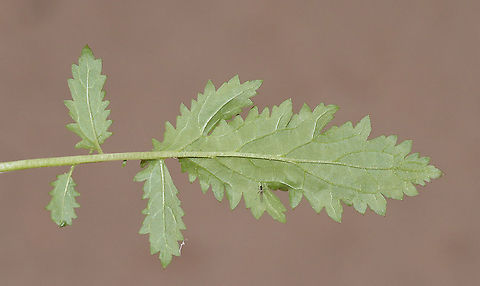 Scrophularia nabataeorum S Jordan, Little Petra Geotagged,Jordan,Scrophularia nabataeorum,Spring