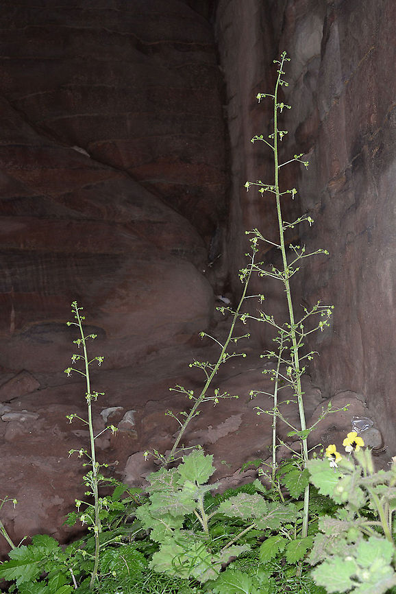 Scrophularia nabataeorum S Jordan, Petra, near Theathre Geotagged,Jordan,Scrophularia nabataeorum,Winter