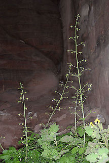 Scrophularia nabataeorum S Jordan, Petra, near Theathre Geotagged,Jordan,Scrophularia nabataeorum,Winter