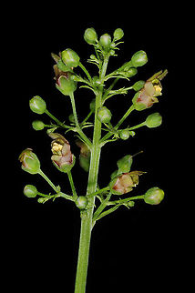 Scrophularia macrophylla  Scrophularia macrophylla