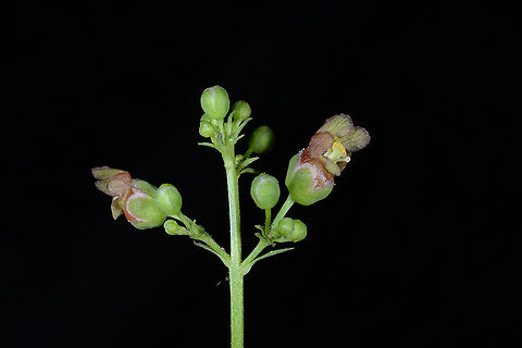 Scrophularia macrophylla  Scrophularia macrophylla