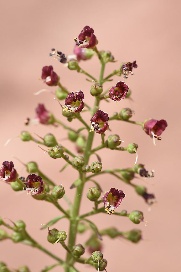 Scrophularia xylorrhiza S Jordan, Wadi Rum area Geotagged,Jordan,Scrophularia xylorrhiza,Spring