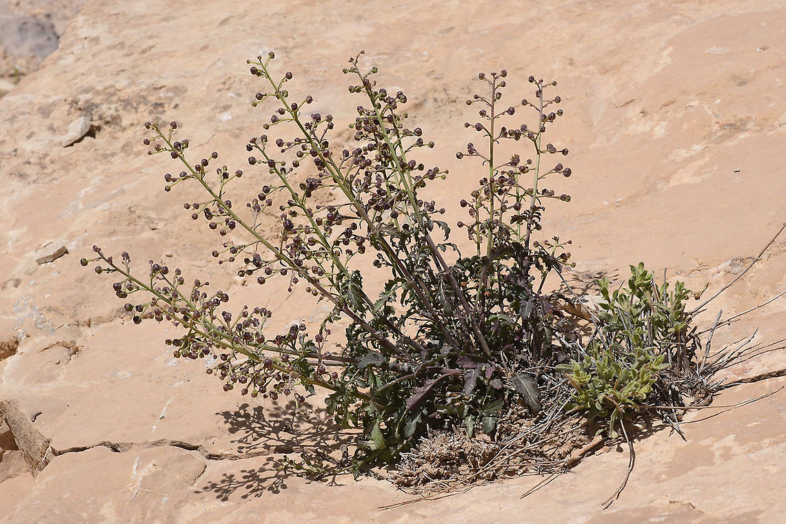Scrophularia xylorrhiza Jordan, Dana reserve - Shag Rish, 1250m Geotagged,Jordan,Scrophularia xylorrhiza,Spring