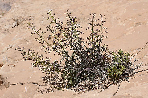 Scrophularia xylorrhiza Jordan, Dana reserve - Shag Rish, 1250m Geotagged,Jordan,Scrophularia xylorrhiza,Spring