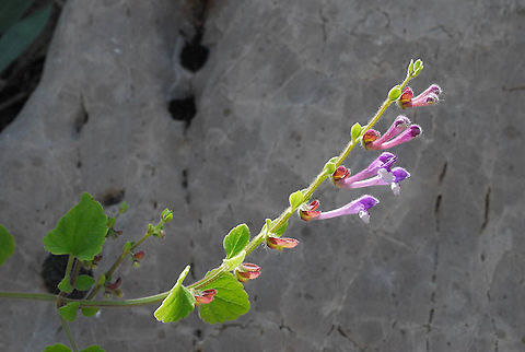 Scutellaria brevibracteata Mt Hermon, 1600m Geotagged,Scutellaria brevibracteata,Summer