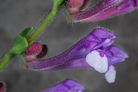 Scutellaria brevibracteata Mt Hermon, 1600m Geotagged,Scutellaria brevibracteata,Summer
