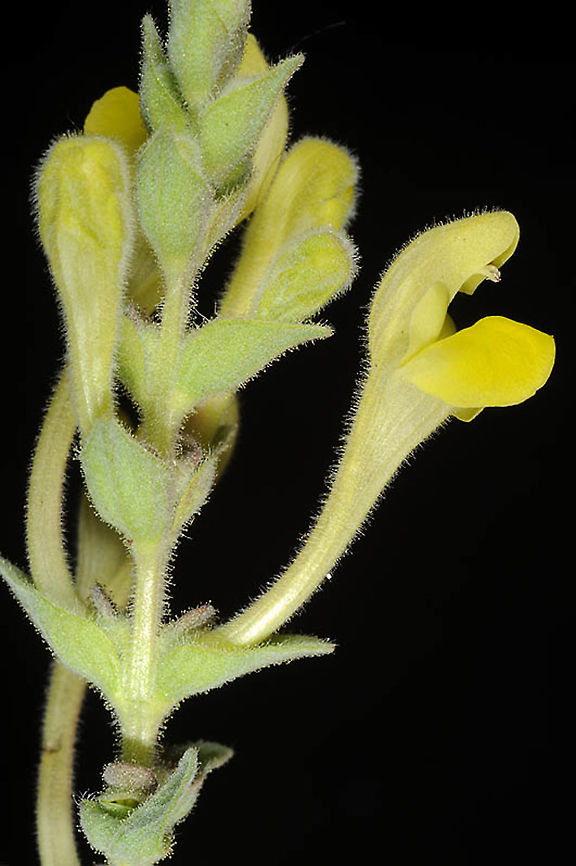 Scutellaria tomentosa Golan, Mt Avital, 1200m Geotagged,Scutellaria tomentosa,Spring